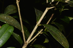 Baloghia inophylla