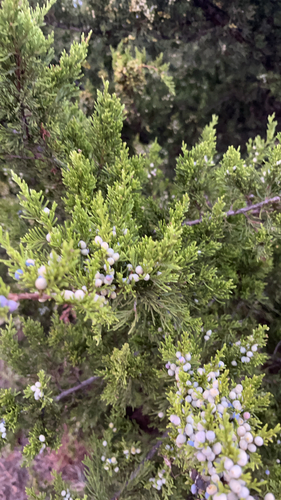 eastern redcedar