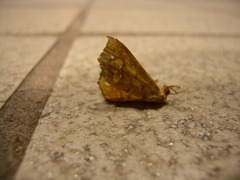 Lopharthrum comprimens