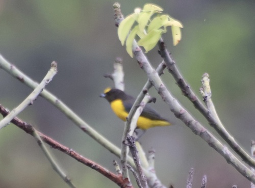 Purple-throated Euphonia
