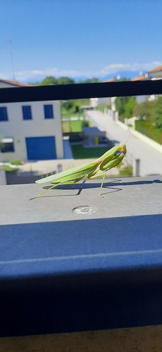 Transcaucasian Giant Mantis