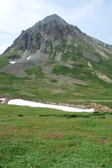 Rhododendron camtschaticum