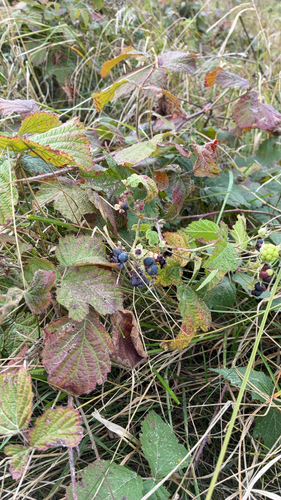 European dewberry
