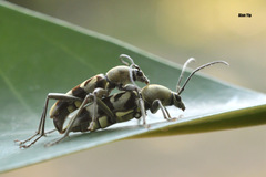 Chlorophorus reductus