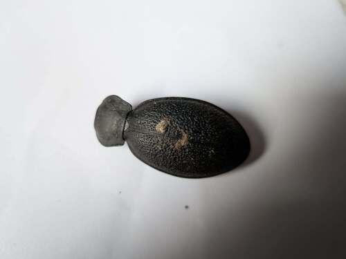 Leather Beetle