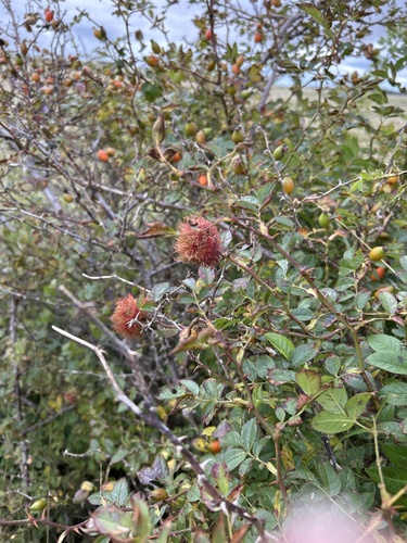 Mossy Rose Gall Wasp