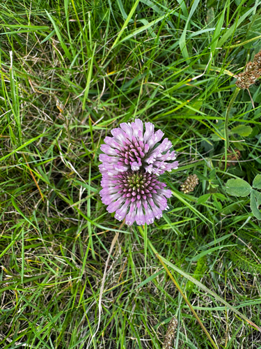 Red Clover