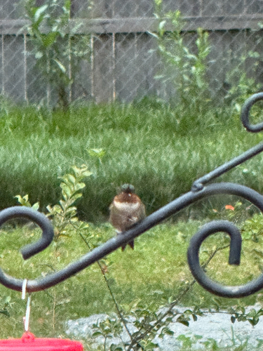 Ruby-throated Hummingbird