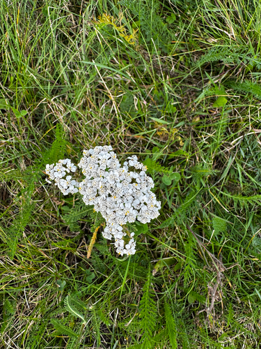 common yarrow