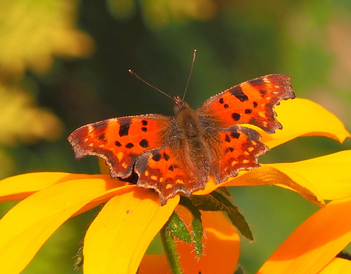 European Comma