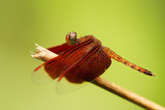 Neurothemis fluctuans