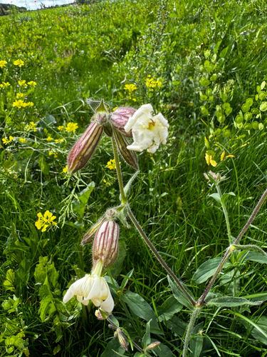 white campion