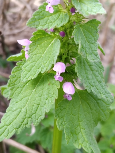 red deadnettle