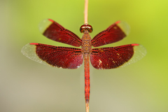 Neurothemis fluctuans