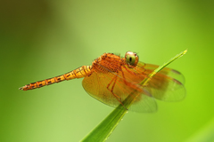 Neurothemis fluctuans