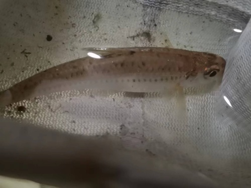 Squalidus argentatus