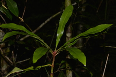 Anopterus macleayanus