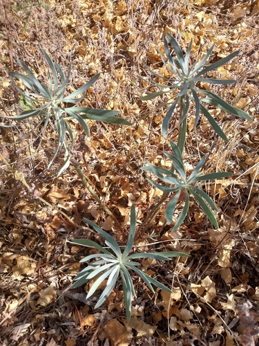 Mediterranean spurge