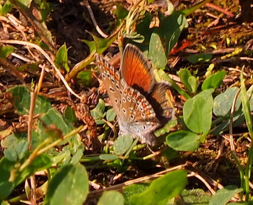 Common Blue