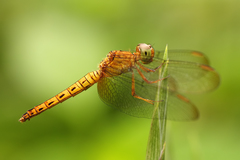 Neurothemis fluctuans