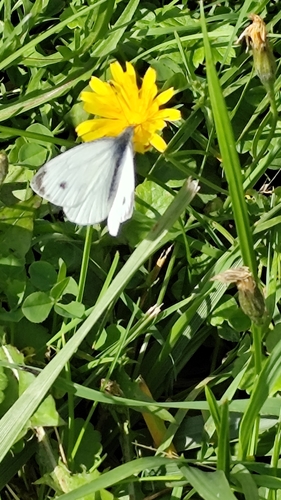 Green-veined White