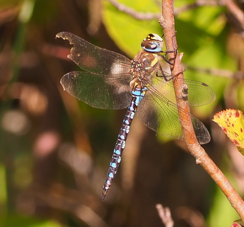 Migrant Hawker