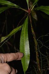 Anopterus macleayanus