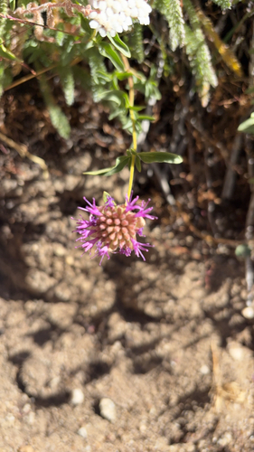 iNaturalist observation photo of mountain coyote mint