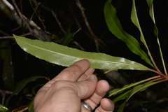 Anopterus macleayanus