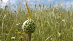 Allium ampeloprasum