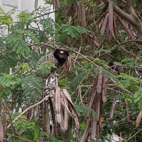 Black-tufted-ear Marmoset