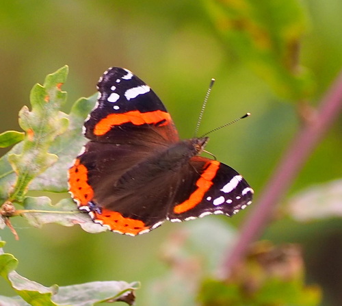 Red Admiral