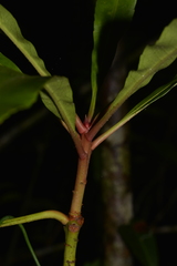 Anopterus macleayanus