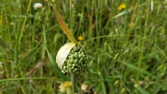 Allium ampeloprasum