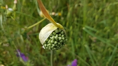 Allium ampeloprasum