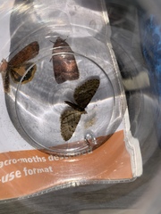 Eupithecia abbreviata