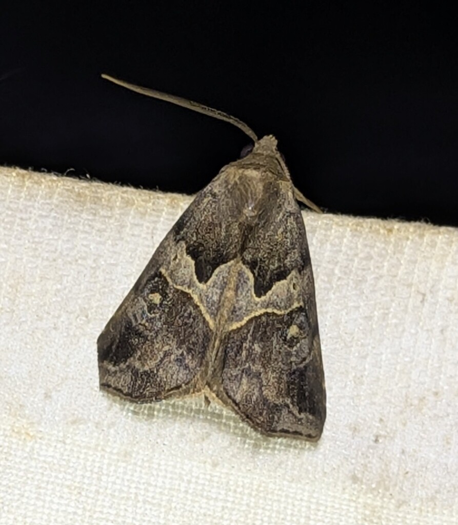 Baniana herceus