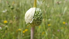 Allium ampeloprasum