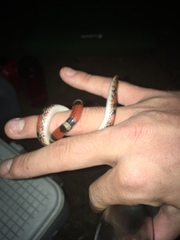 Cemophora coccinea copei