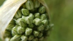 Allium ampeloprasum