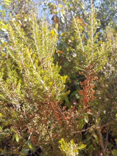 Tree heath