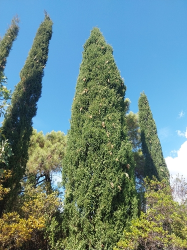 Mediterranean cypress