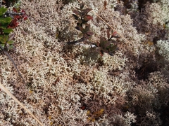 Cladonia confusa