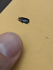 Hololepta
