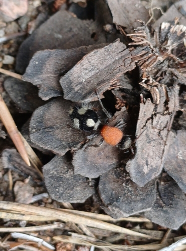 Dasylabris maura