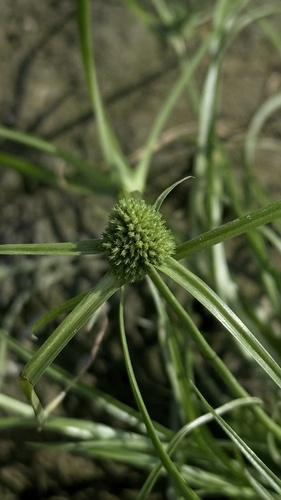 Cyperus michelianus