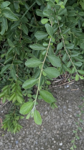 Grewia rhombifolia observed 2026-09-12