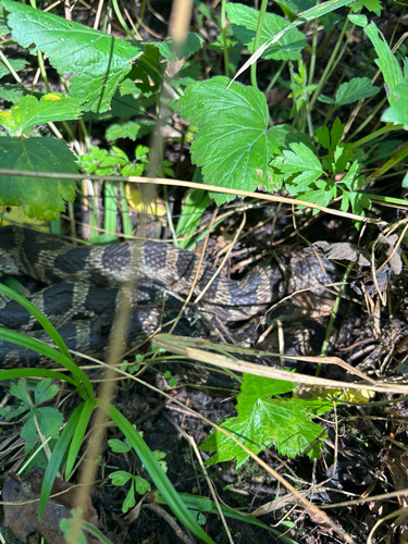 Western Foxsnake
