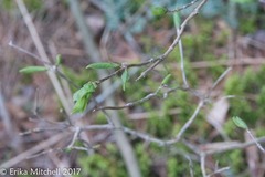 Lonicera canadensis