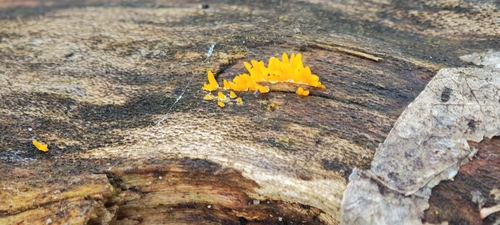 Calocera cornea — (c) Michel Langeveld, some rights reserved (CC BY)